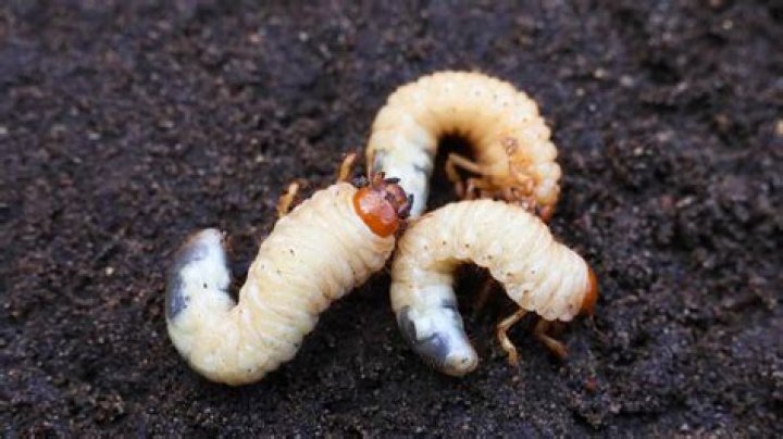 
Is the giant lawn worm real or fake? Viral TikTok debunked 