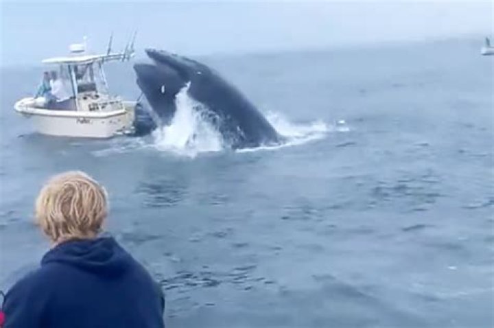 
Man Captures ‘Epic’ Footage of Breaching Whale Knocking Against Boat While Father Was Fishing 